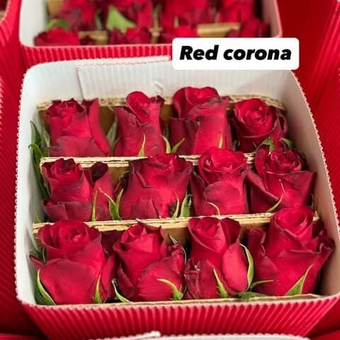 Flores para Floristería y Floristas | Roma Flor Rosas Red Corona