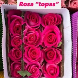 Rosas rosa Topas