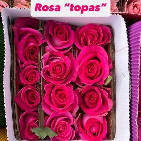 Flores para Floristería y Floristas | Roma Flor Rosas rosa Topas