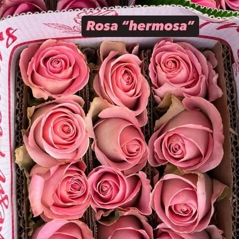 Flores para Floristería y Floristas | Roma Flor Rosas rosas Hermosa