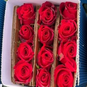Rosas rojas Freedom
