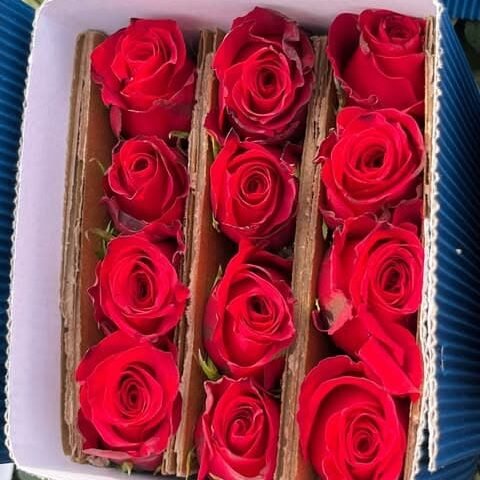 Rosas rojas Freedom
