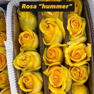 Rosas amarillas Hummer