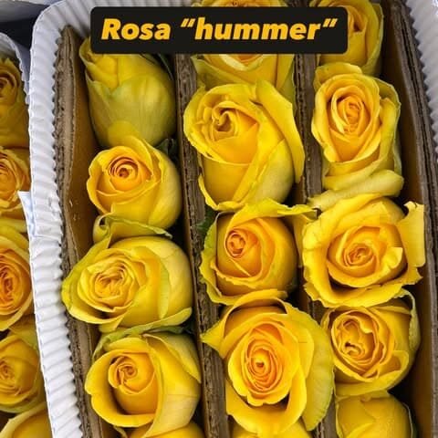 Flores para Floristería y Floristas | Roma Flor Rosas amarillas Hummer