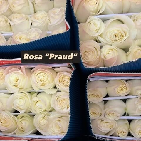 Flores para Floristería y Floristas | Roma Flor 24 Rosas Blanca por Paquete | Flores para Floristas