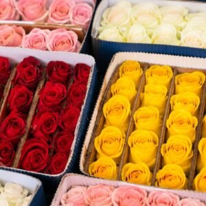Rosas