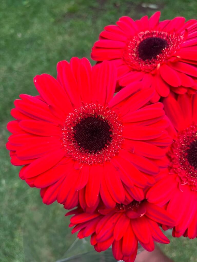 Gerberas rojas
