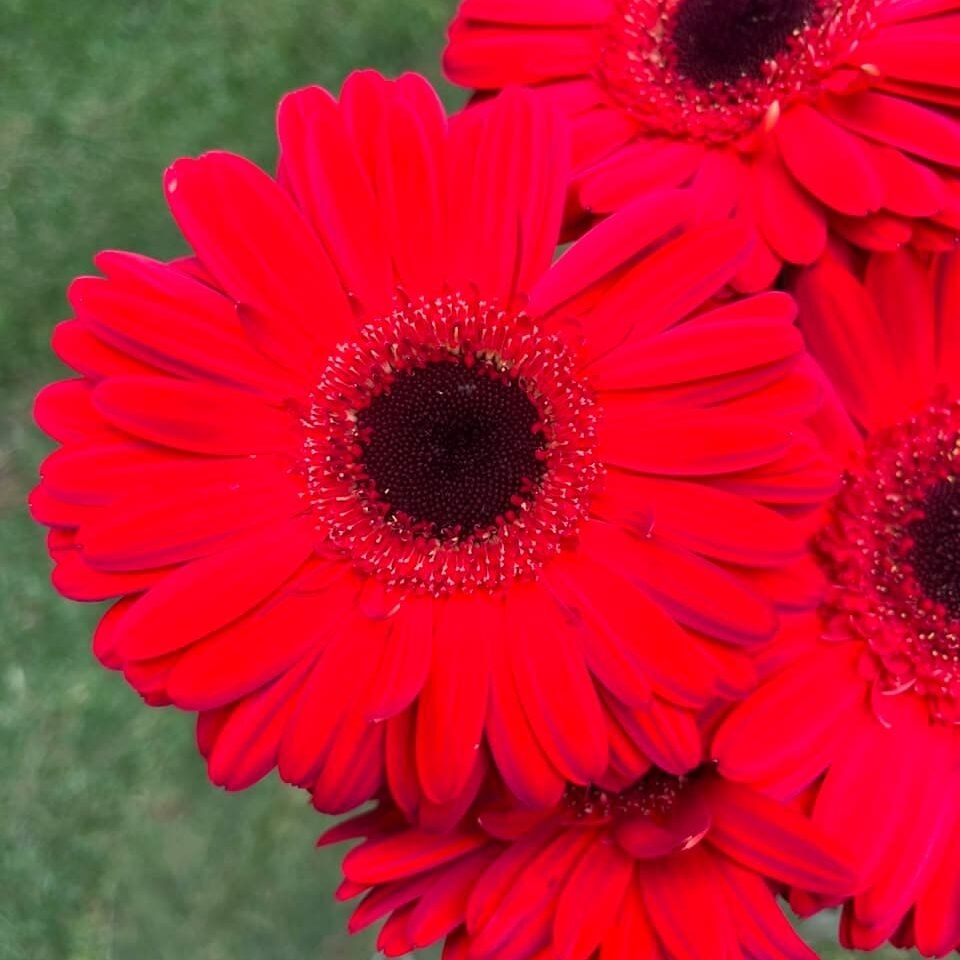 Gerberas Rojas por Paquete | Flores para Floristas Gerberas rojas