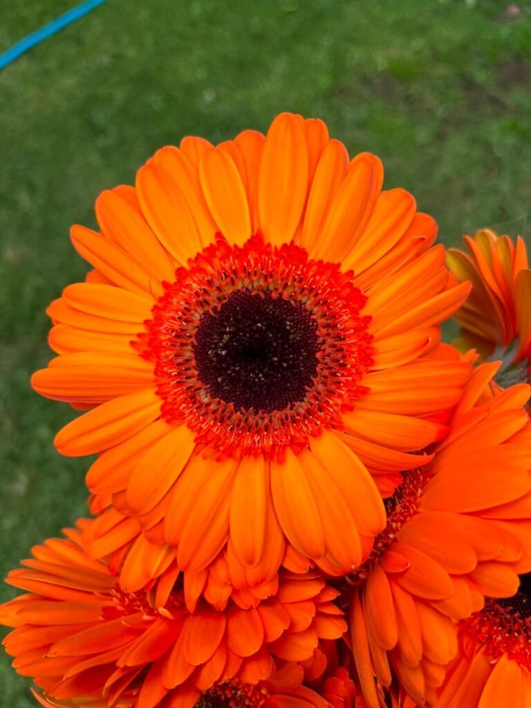 Gerberas naranjas con centro negro