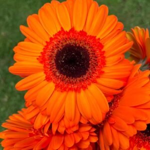 Gerberas naranjas con centro negro