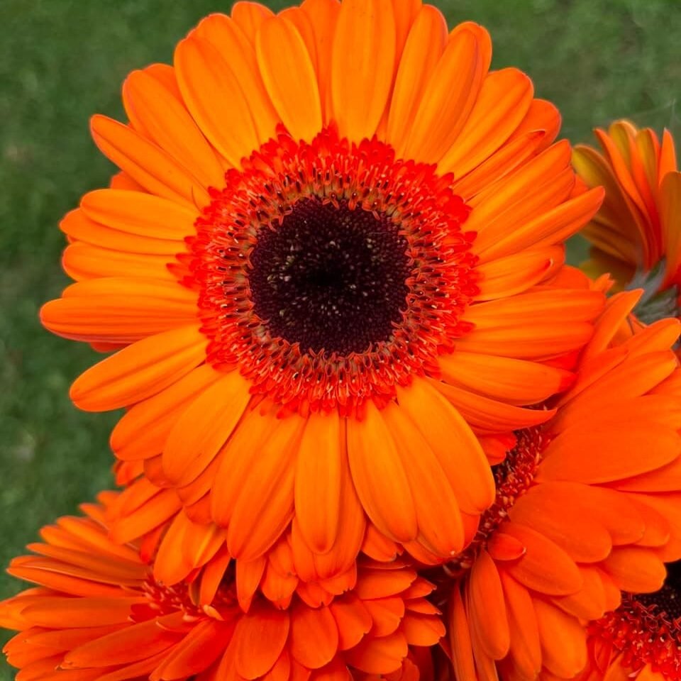 Gerberas Naranjas con Centro Negro | Raqueta para Floristasimage 2026 08 11 at 5.35.30 pm (2) Gerberas naranjas con centro negro
