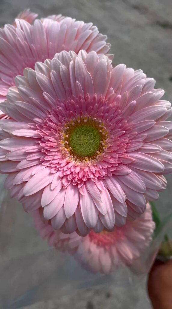 whatsapp image 2026 08 11 aGerberas rosa clarot 5.38.15 pm