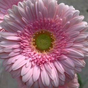 whatsapp image 2026 08 11 aGerberas rosa clarot 5.38.15 pm