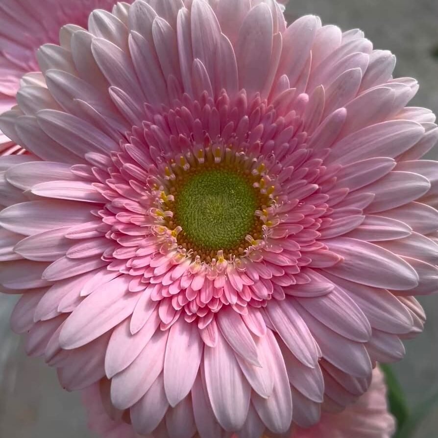 Gerberas Rosa Claro con Centro Verde | Raqueta para Floristas whatsapp image 2026 08 11 aGerberas rosa clarot 5.38.15 pm