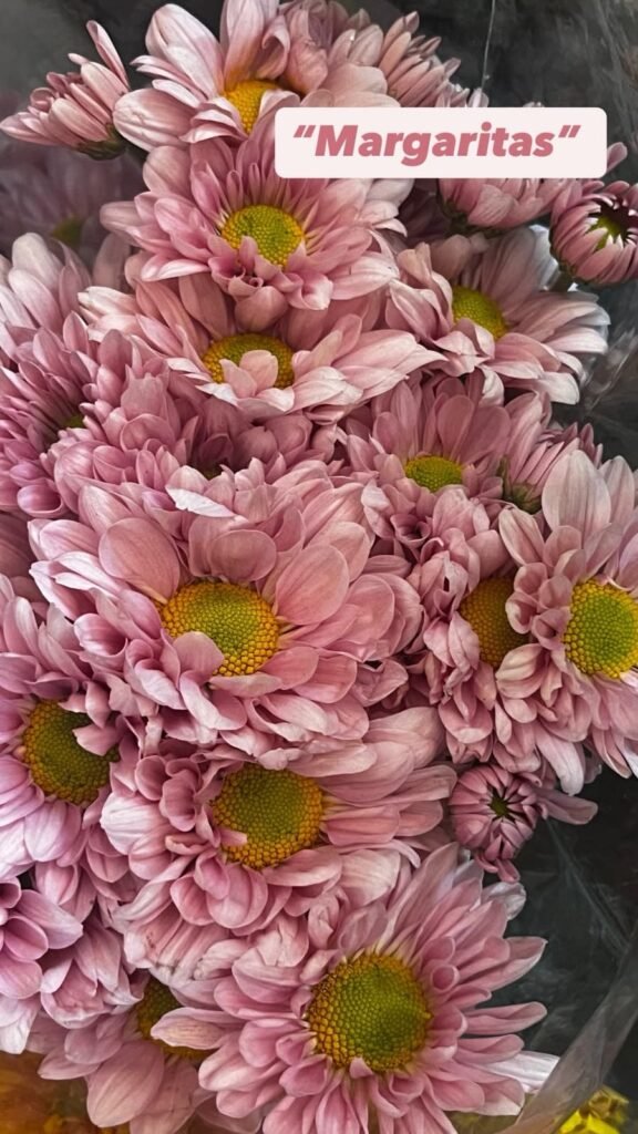 Follajes Margaritas rosa pastel