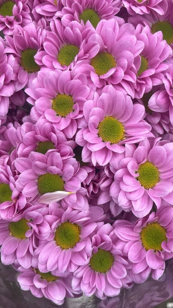 Follajes Margaritas rosas