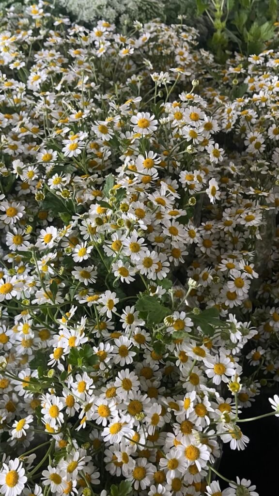 Follajes Manzanilla para floristería