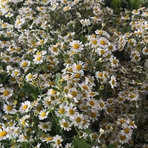 Manzanilla para floristería