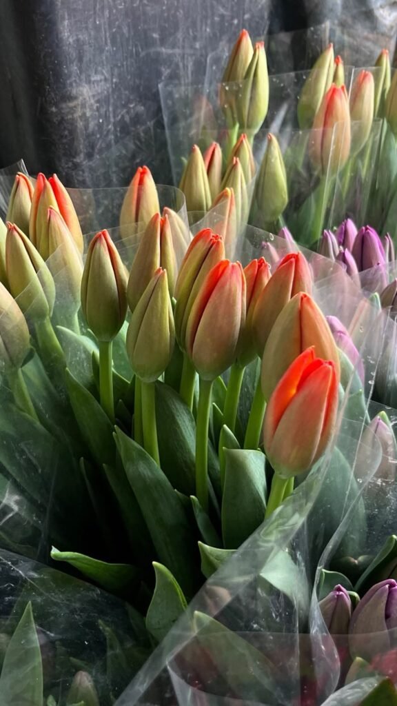 Tulipanes naranjas