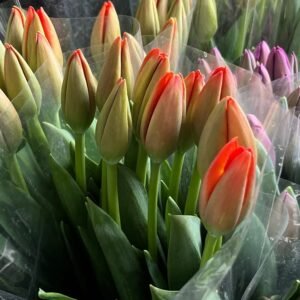 Tulipanes naranjas