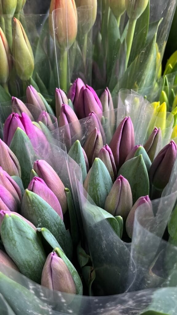 Tulipanes morados