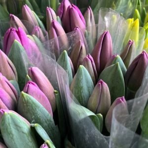 Tulipanes morados