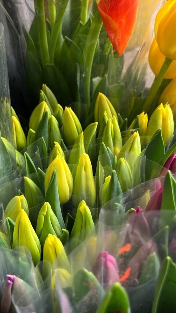 Tulipanes amarillos