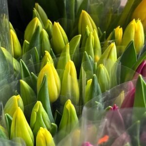 Tulipanes amarillos
