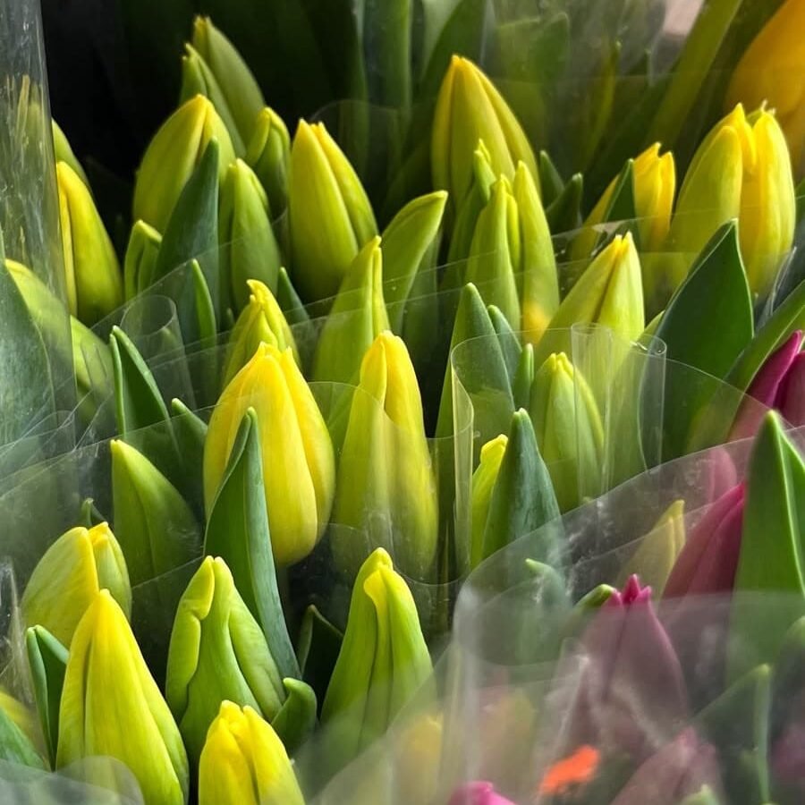 Tulipanes Amarillos por Paquete | Flores para Floristas Tulipanes amarillos