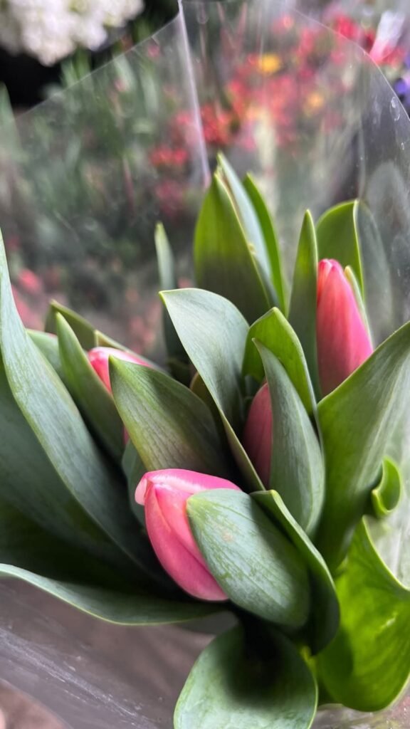 Tulipanes rosas