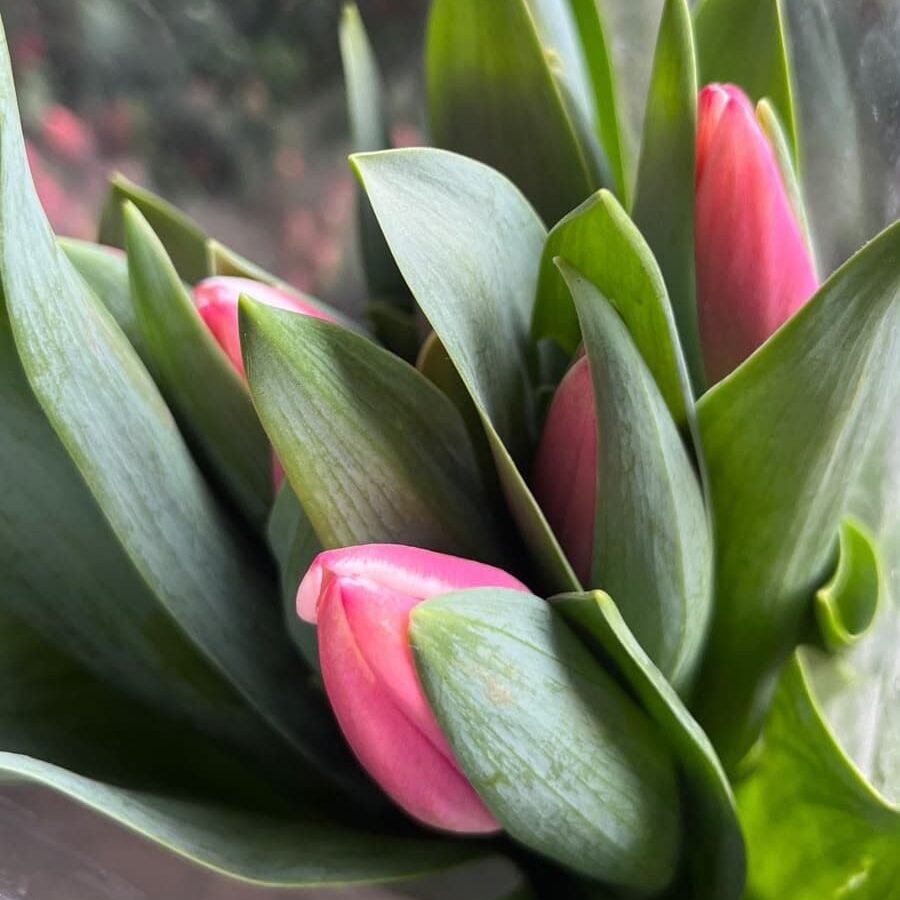 Tulipanes Rosas por Paquete | Flores para Floristas Tulipanes rosas