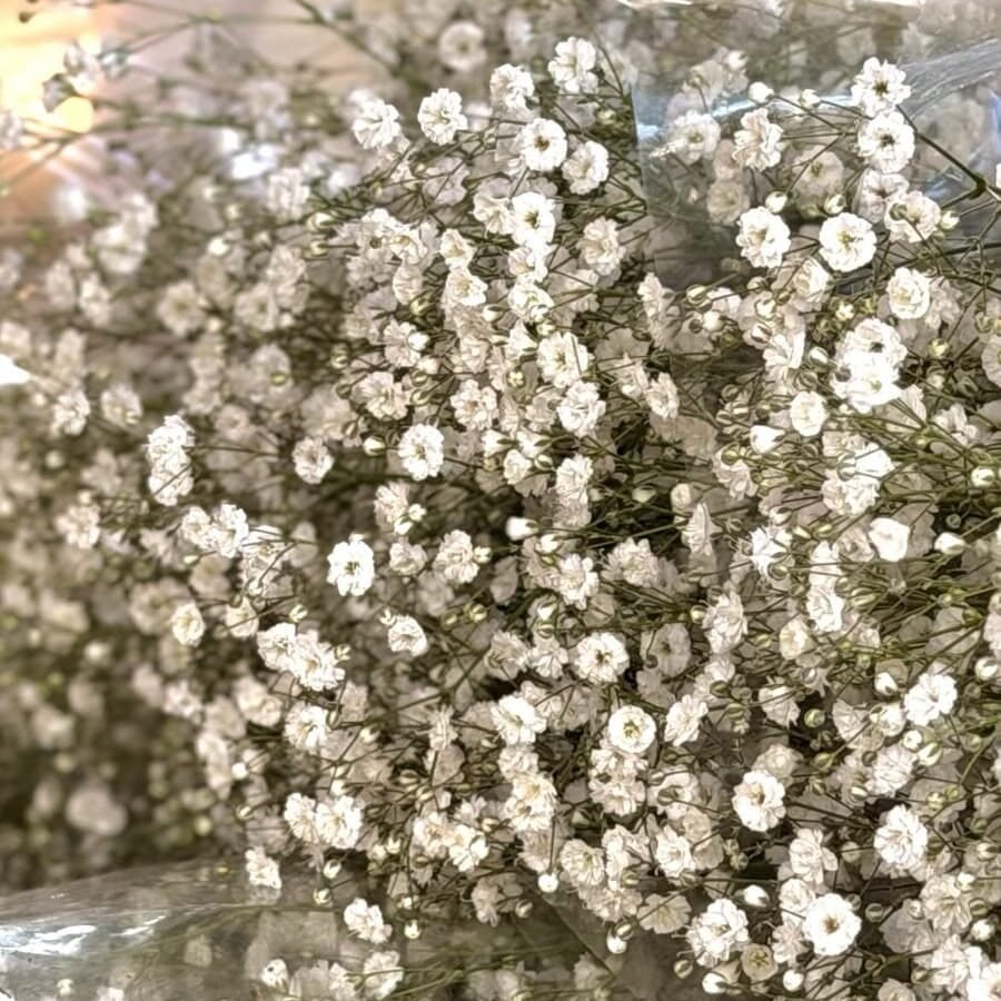 Gypso por Paquete | Flor de Complemento para Floristas Gypso para floristería