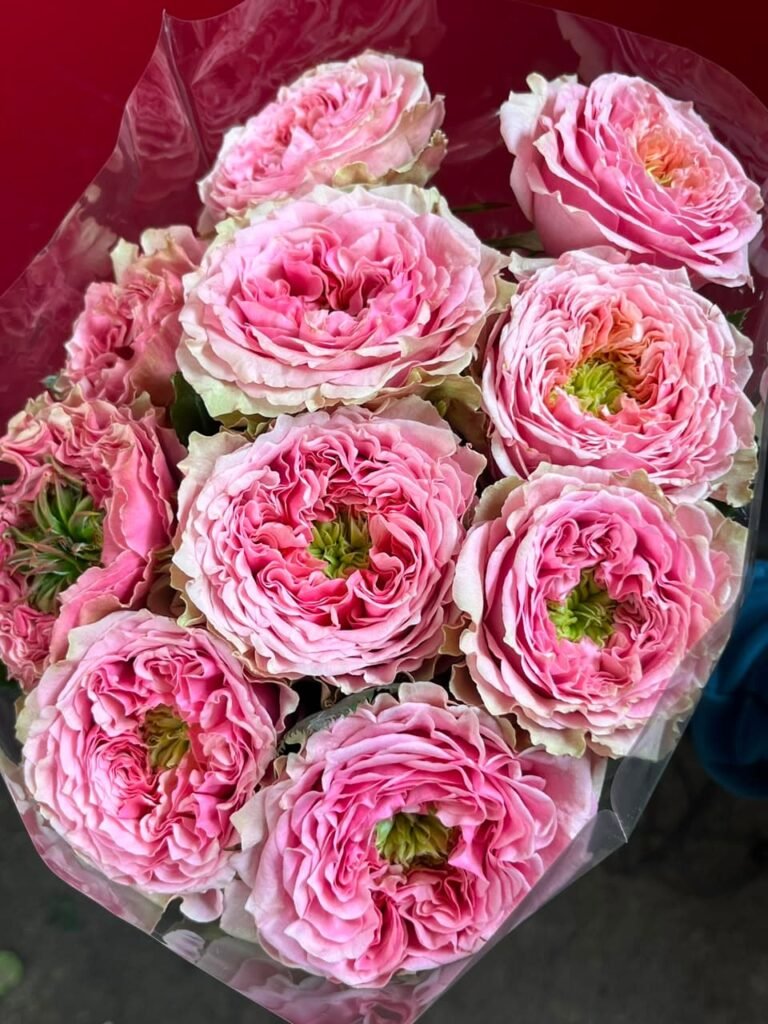 Rosa Inglesa