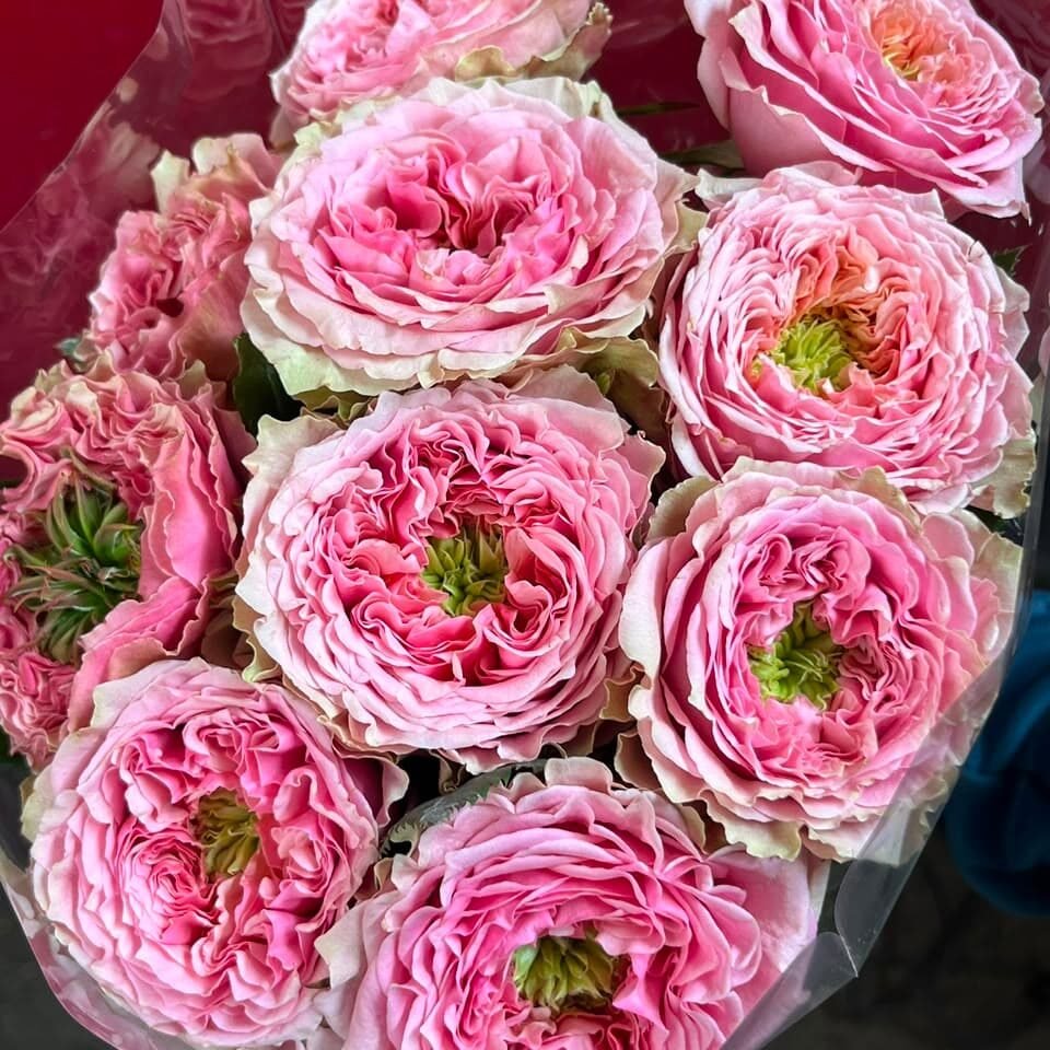 Rosa Inglesa