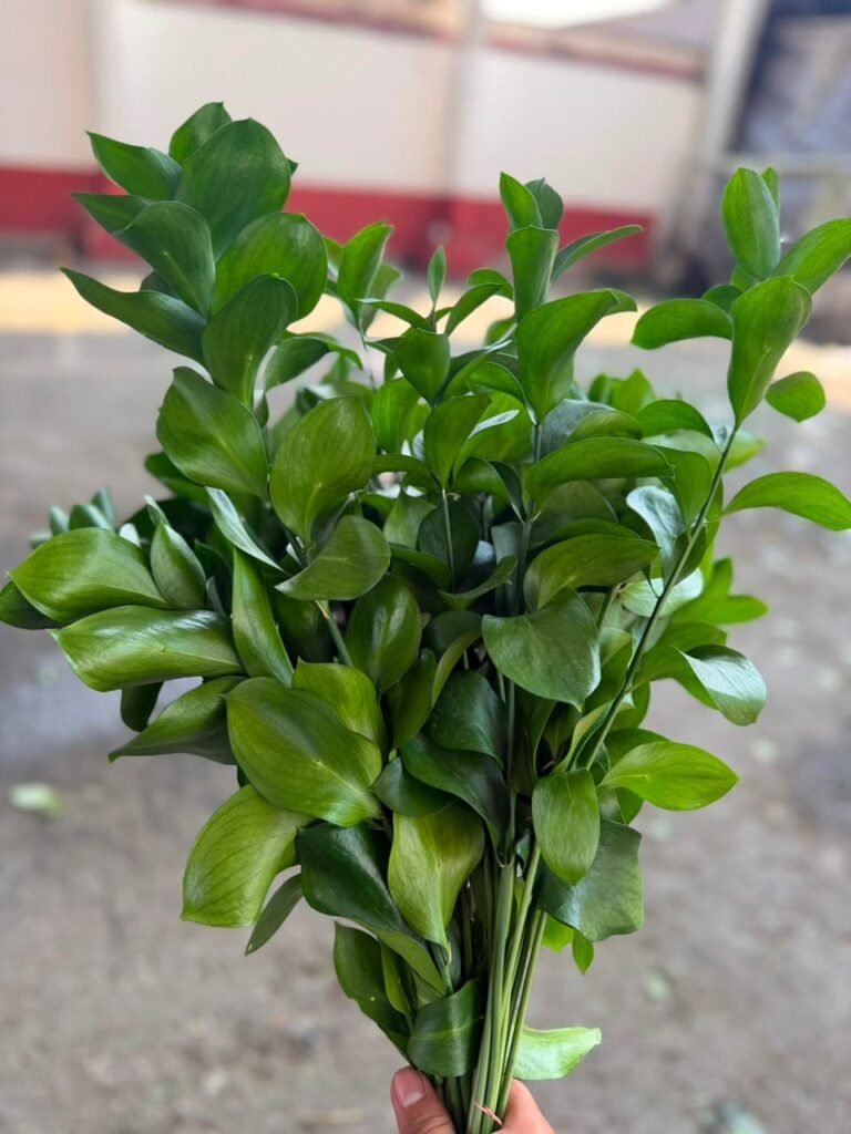 Follajes Ruscus para floristería