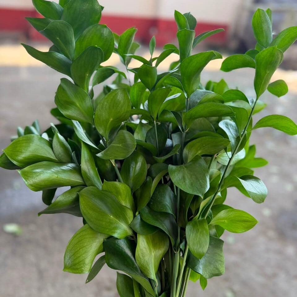 Ruscus para floristería
