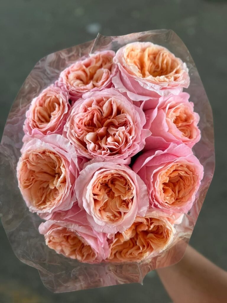 Rosa Inglesa coral