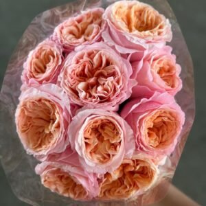 Rosa Inglesa coral