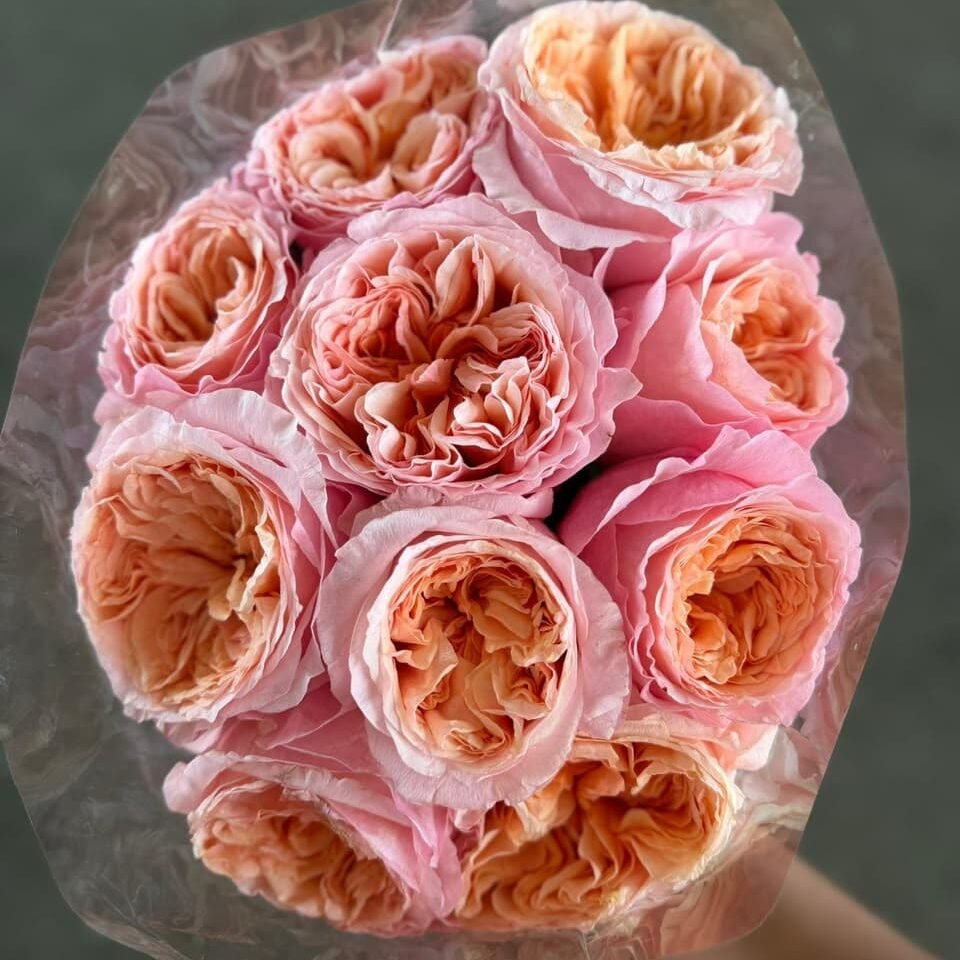 Rosa Inglesa Coral por Paquete | Flores para Floristas Rosa Inglesa coral