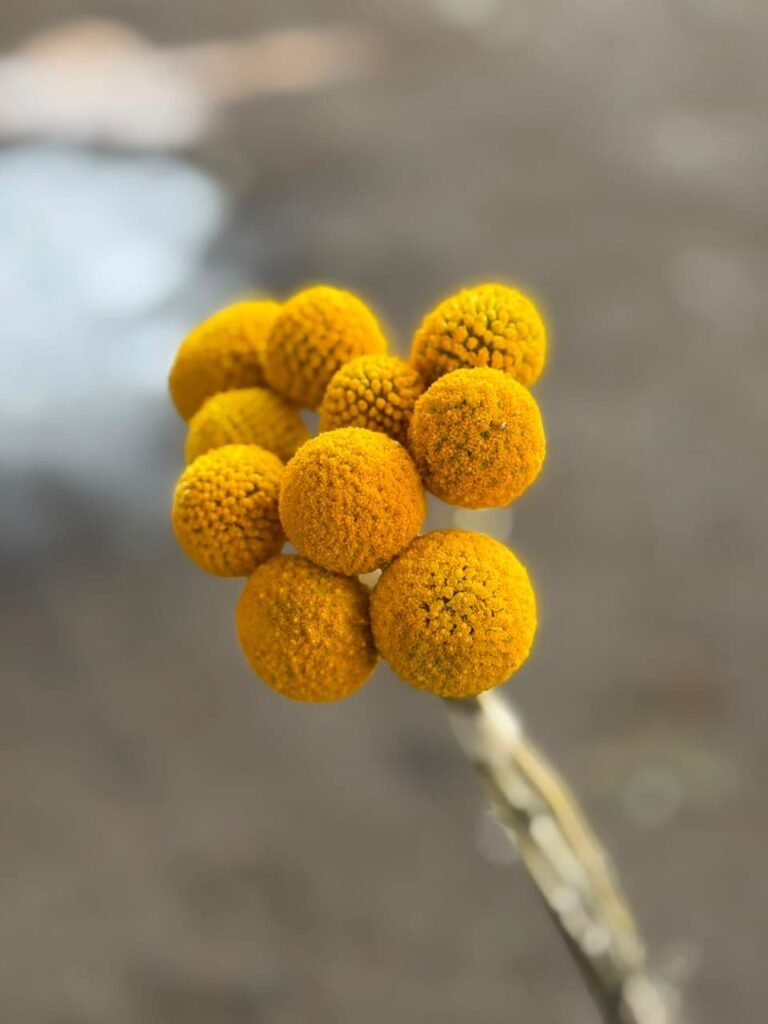 Flores para Floristería y Floristas | Roma Flor Caspia amarilla