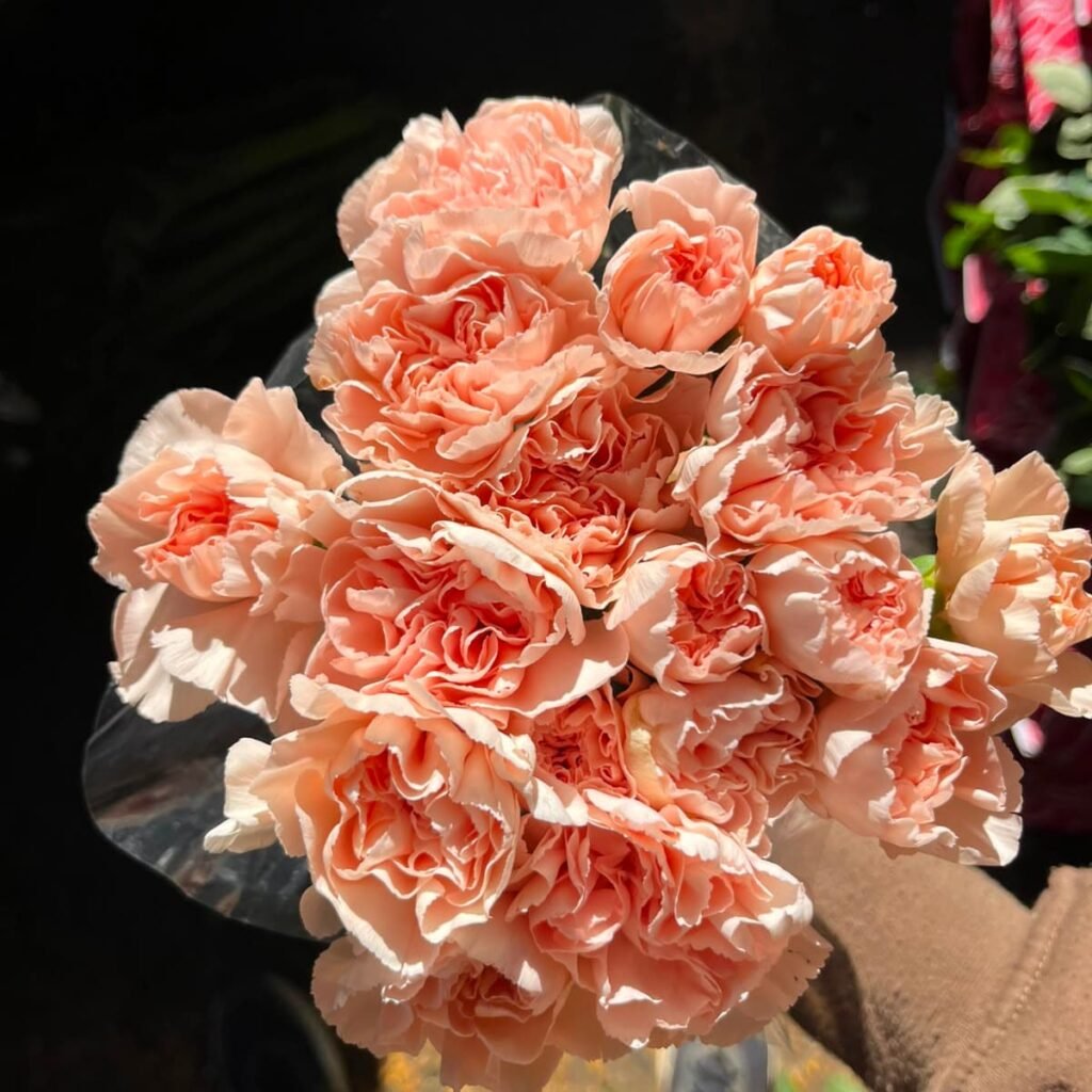 Follajes Claveles coral