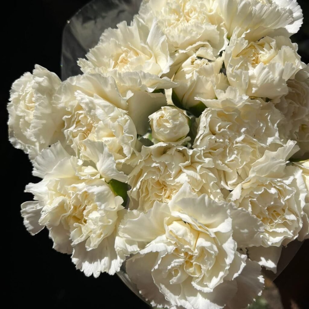 Follajes Claveles blancos