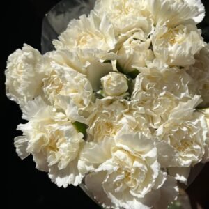 Claveles blancos