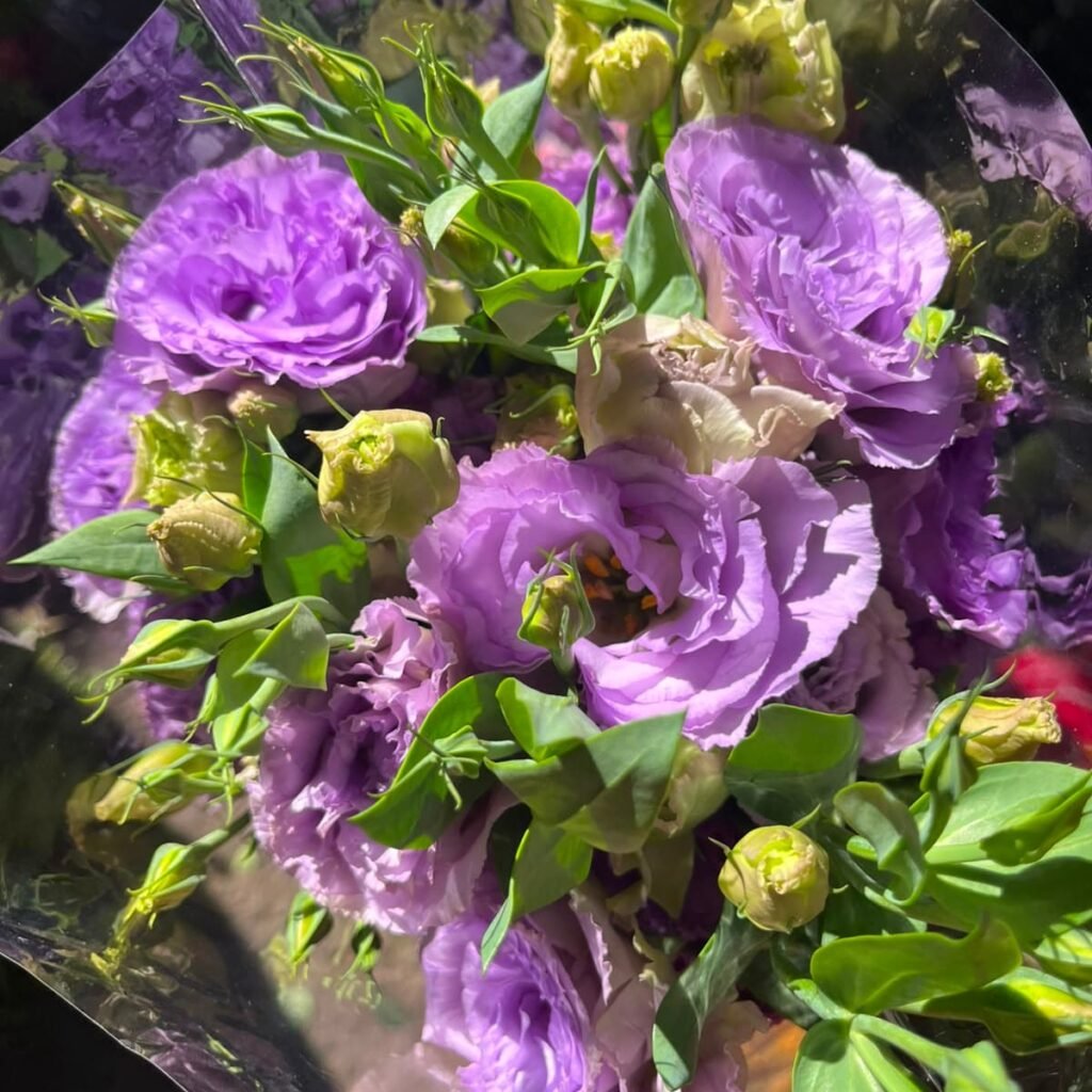 Flores para Floristería y Floristas | Roma Flor Lisiantus morado