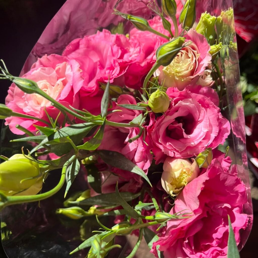 Lisiantus Rosa por Paquete | Flores para Floristas