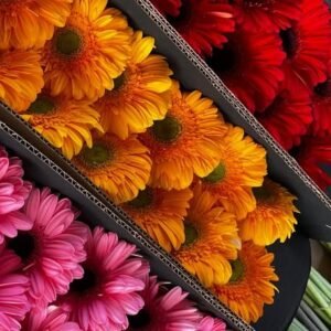 Gerbera