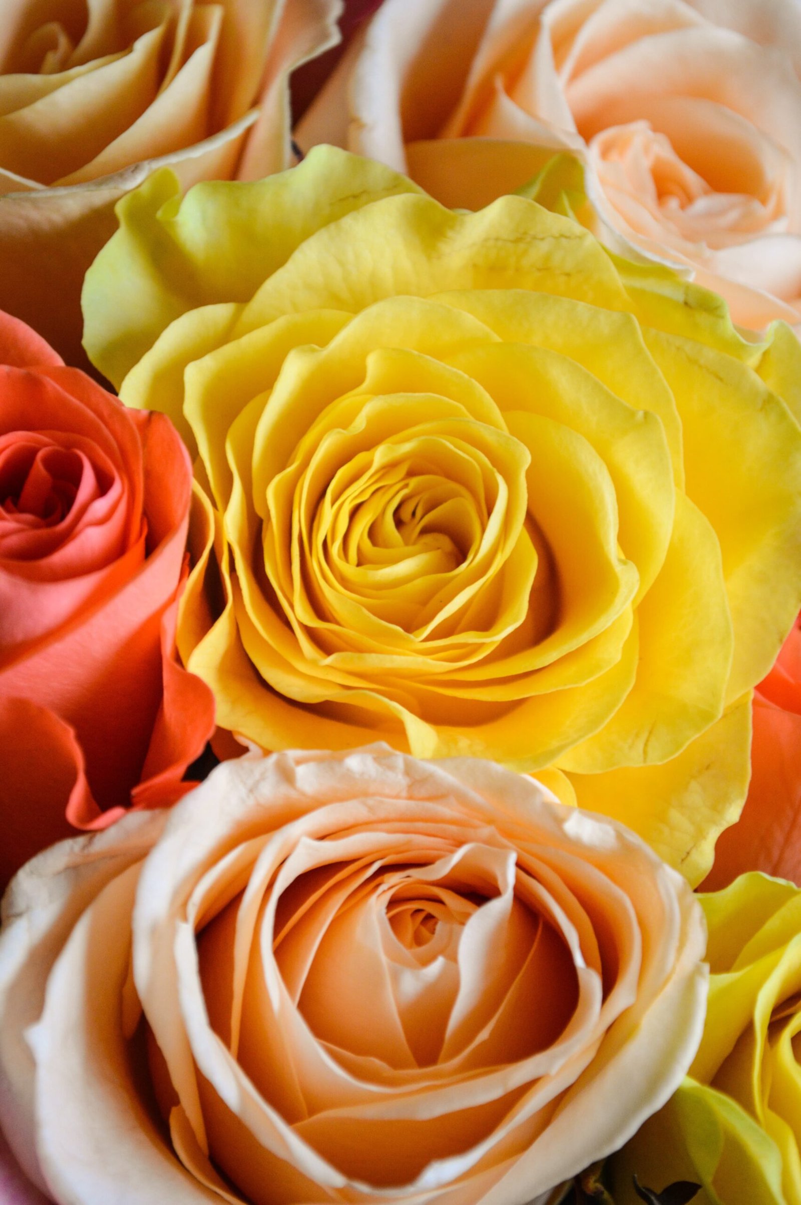 sunriseforever roses 3985661